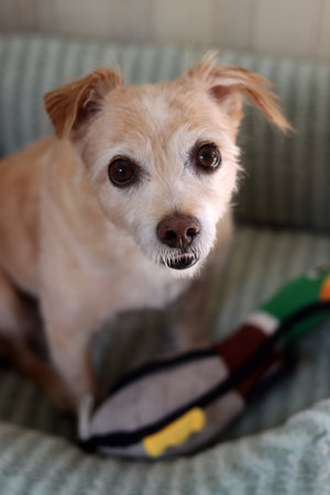 Cute dog with tennis racket on sofa at home, closeupの写真素材