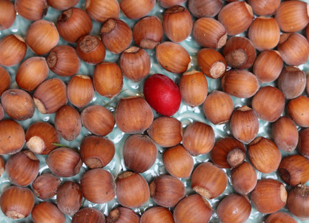 Hazelnuts in a bowl on the table, top view.の写真素材