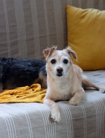 Cute mixed breed dog sitting on sofa with yellow pillow in living room