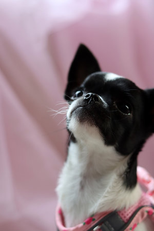 black and white chihuahua dog on pink background close upの写真素材