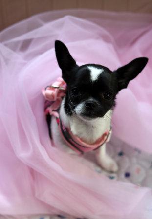 small chihuahua dog in a pink dress on a pink backgroundの写真素材