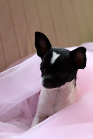 Cute chihuahua puppy sitting on a pink tulleの写真素材