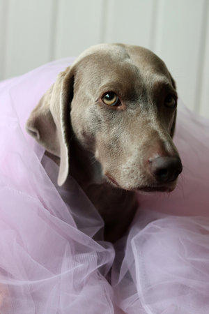 Weimaraner puppy with pink tutu on white background.の写真素材