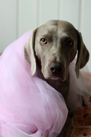 Puppy of Weimaraner in a pink tutuの写真素材