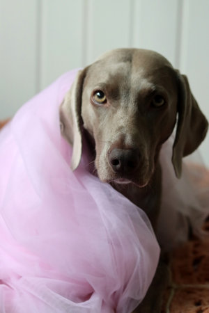 Cute Weimaraner puppy wearing a pink tulle.の写真素材
