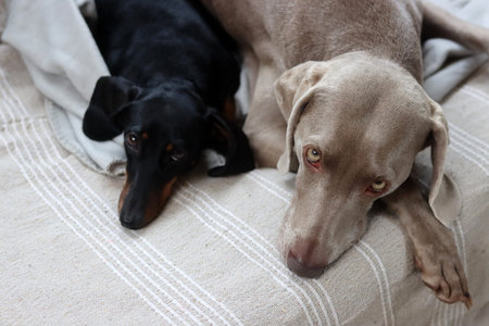 Dachshund and black dachshund lying on the couch