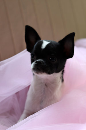 Chihuahua puppy sitting on a pink tulle background.の写真素材