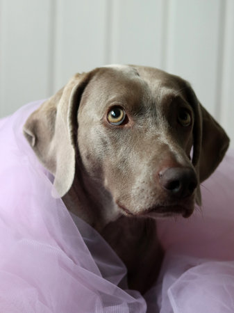 Weimaraner puppy on a background of a pink tulleの写真素材