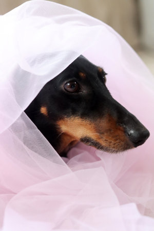 Portrait of a black dachshund in a pink tulleの写真素材