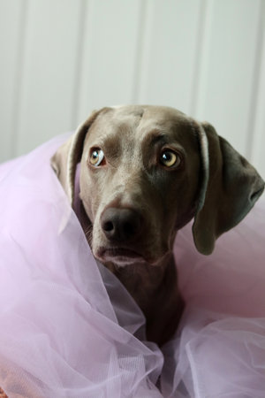 Portrait of a weimaraner puppy wearing a pink tutuの写真素材
