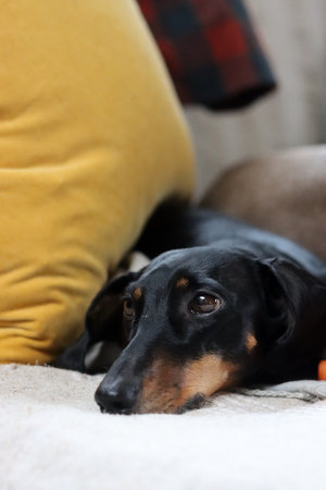 A black and tan dachshund dog lying on a pillowの写真素材