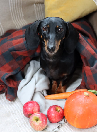A black and tan dachshund sits on the couch next to a pumpkin, apples and a plaid.の写真素材