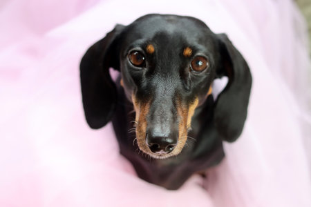 Dachshund dog in a pink tutu on a white backgroundの写真素材