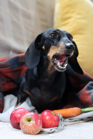 Dachshund, black and tan, lying in a plaid with apples and carrotsの写真素材