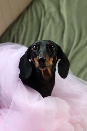 black and tan dachshund puppy in a pink tutuの写真素材