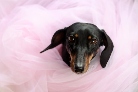 A Miniature Dachshund dog in a pink tutuの写真素材