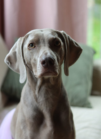 Weimaraner dog portrait at home. Selective focus.の写真素材