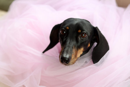 Dachshund puppy on a pink tutu dress, studio shotの写真素材