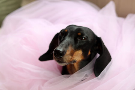 Cute dachshund puppy in a pink tutu.の写真素材