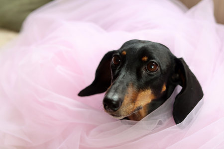 Dachshund puppy in a pink tutu. Selective focus.の写真素材