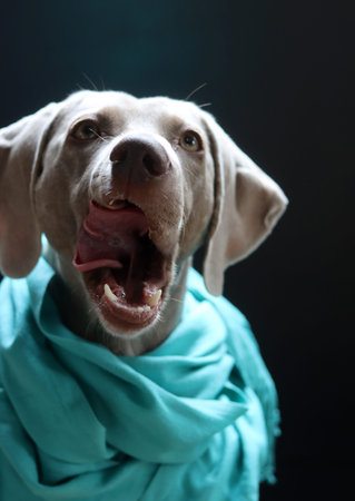 Weimaraner dog in turquoise scarf on black background