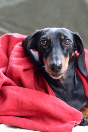 dachshund dog wrapped in a red blanket, shallow dofの写真素材