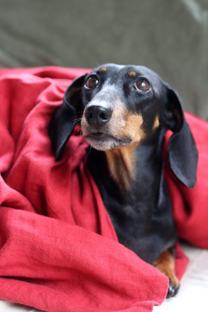 Portrait of a black and tan dachshund with a red blanket
