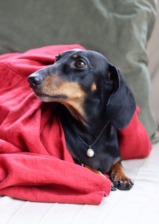 A black and tan dachshund lying under a red blanket.の写真素材