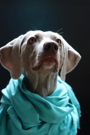 Weimaraner dog in turquoise cloth on black backgroundの写真素材