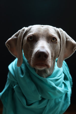 Studio portrait of a weimaraner dog wearing a blue scarfの写真素材