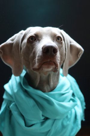 dog wearing a turquoise scarf on black backgroundの写真素材