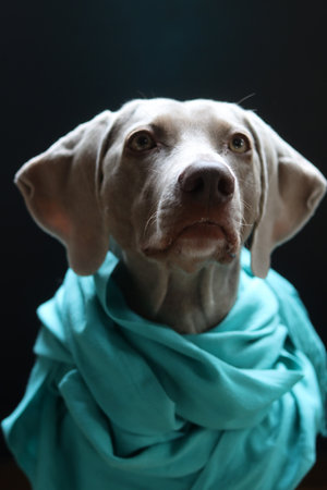 Weimaraner dog in a turquoise scarf on a black backgroundの写真素材
