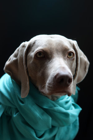 Portrait of a Weimaraner dog wearing a turquoise scarfの写真素材