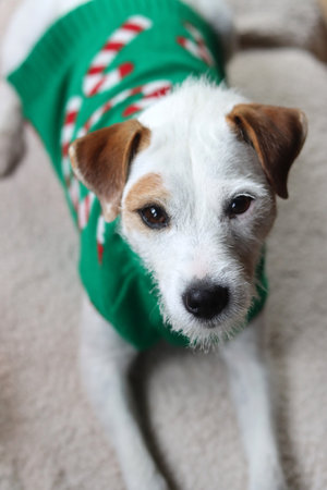 Jack russell terrier dog in green christmas sweater.の写真素材