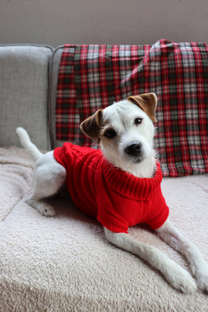 Jack russell terrier in red sweater on sofa at home