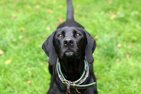 Black Labrador retriever dog portrait in the garden. Selective focus.