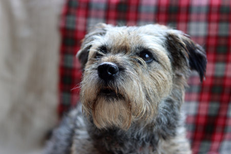 Portrait of a mixed breed dog on a background of plaid