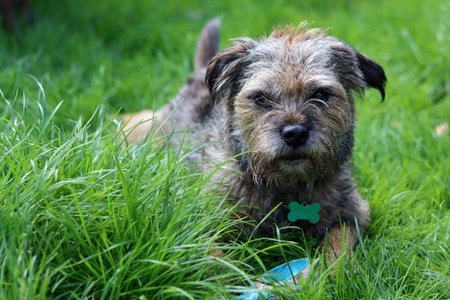 A small dog of breed the Terrier sits on the green grass in the park.の写真素材