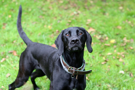 Black Labrador Retriever dog on green grass in the park.