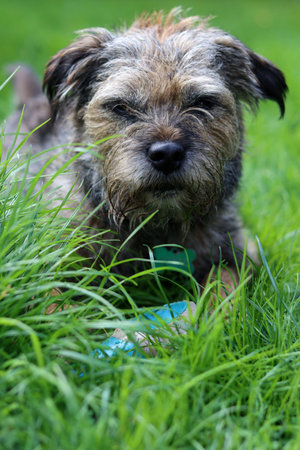 Portrait of a mixed breed dog lying in the green grass.の写真素材