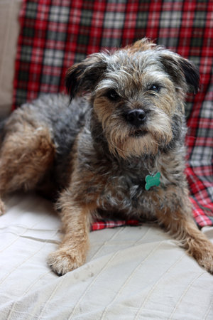 Cute mixed breed dog sitting on a sofa with a plaidの写真素材