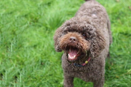 Cute brown poodle looking at the camera with mouth open.の写真素材