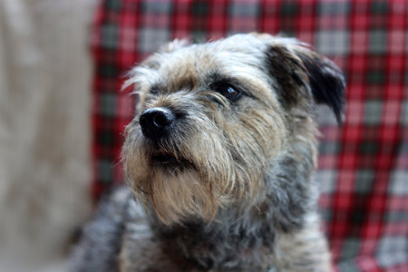 Portrait of a mixed breed dog on a background of a plaidの写真素材