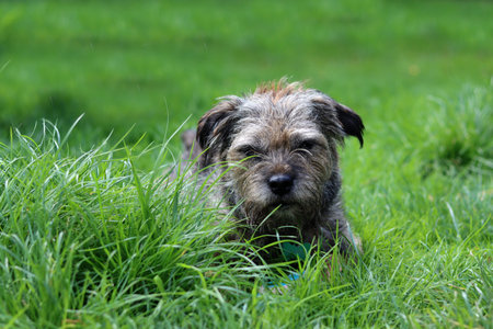 Airedale Terrier sitting in the grass looking at the camera
