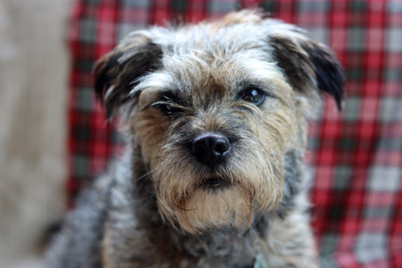 Portrait of a mixed breed dog on the background of a plaidの写真素材