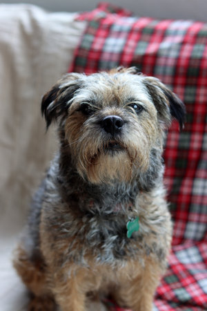 Cute mixed breed dog sitting on a sofa with a red plaidの写真素材