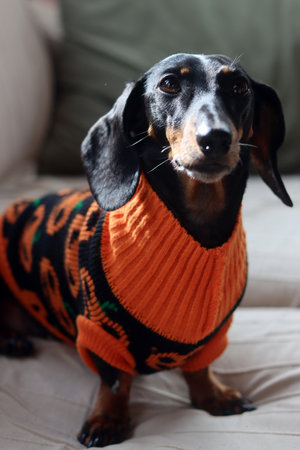 A Miniature Dachshund in a knitted sweater.の写真素材