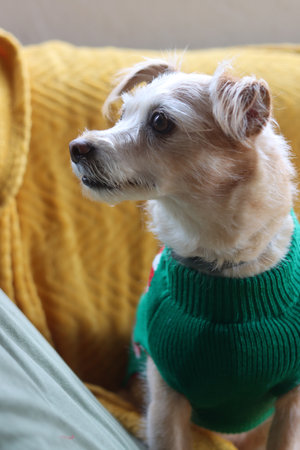 Cute chihuahua dog in green sweater sitting on sofaの写真素材