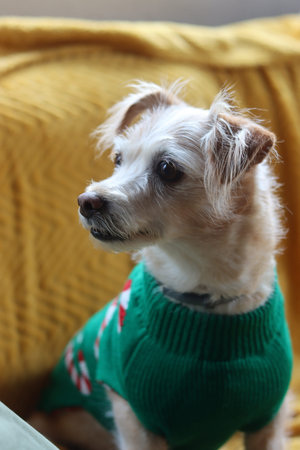 Jack Russell Terrier in a green sweater sits on a sofa.