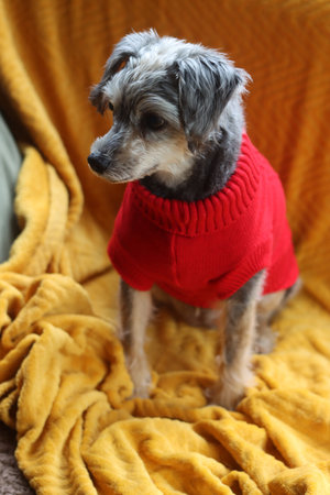 Cute little dog in red sweater on yellow blanket, closeup